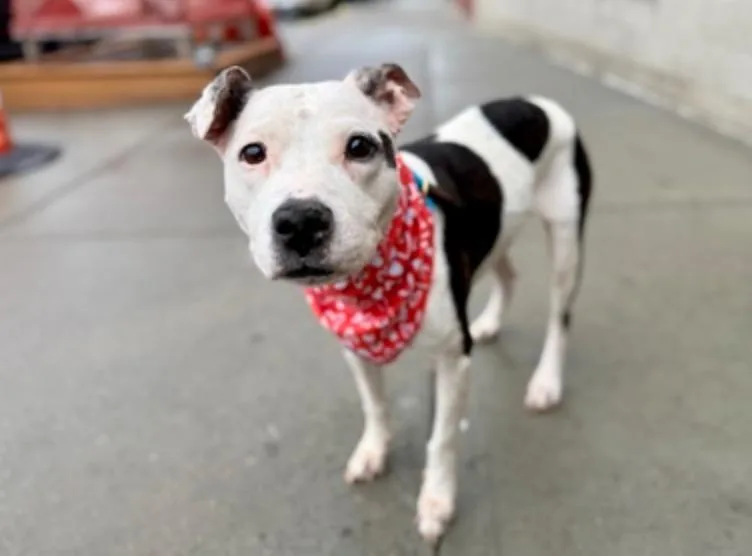 A senior medium-sized female American Bulldog dog named Bella for adoption in Wingdale, NY