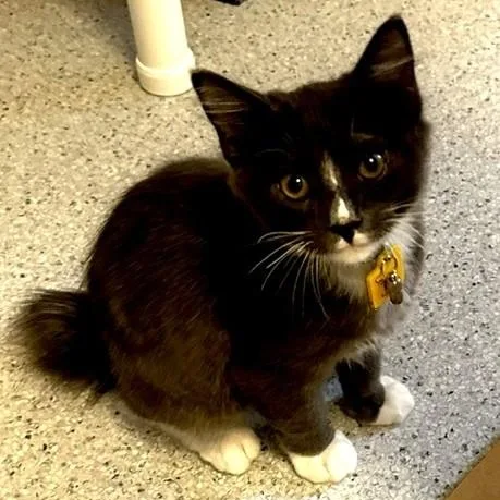 A baby medium-sized male Gray & White Tuxedo cat named LeRoy Super Affectionate for adoption in Hoquiam, WA