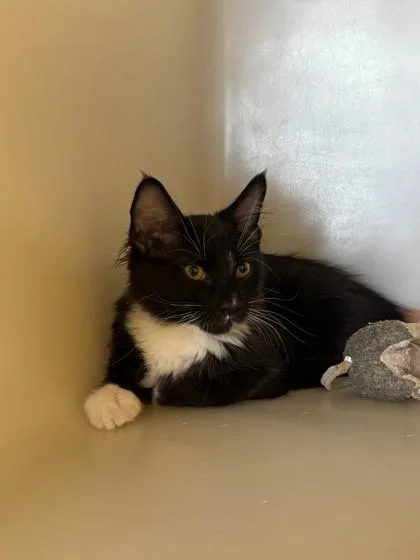 A young medium-sized male Domestic Medium Hair cat named Cocoa for adoption in Kalispell, MT
