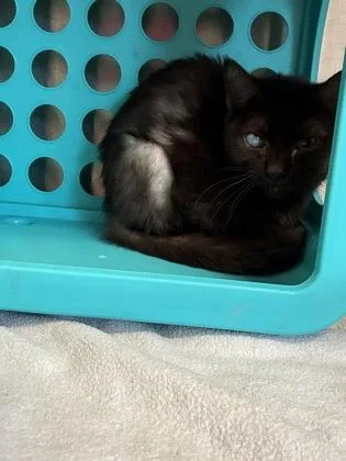An adult large-sized female Domestic Short Hair cat named Chica for adoption in Lafayette, IN