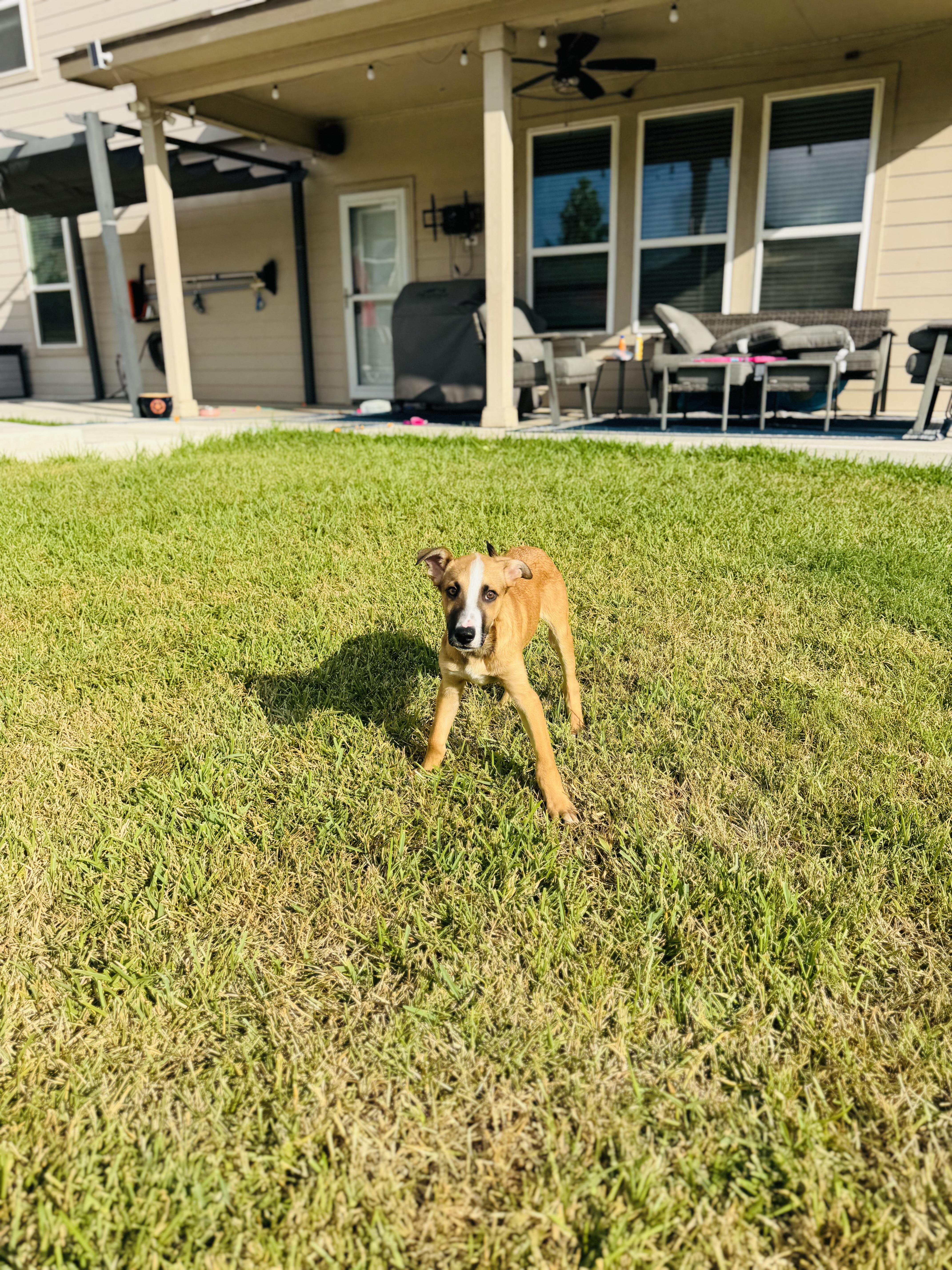 A baby medium-sized male Shepherd dog named Boon for adoption in San Antonio, TX