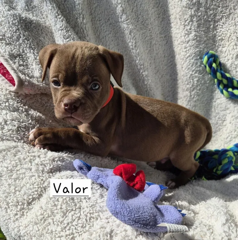 A baby large-sized male Brown / Chocolate Mixed Breed dog named Valor for adoption in Lansing, MI