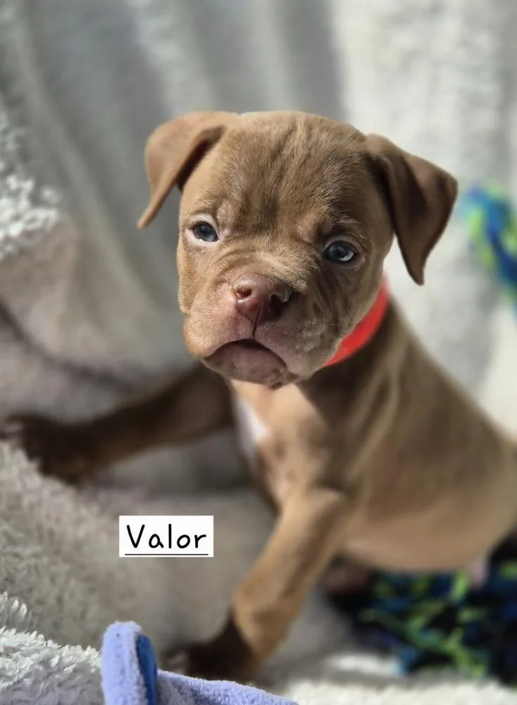 Valor thumbnail 2
