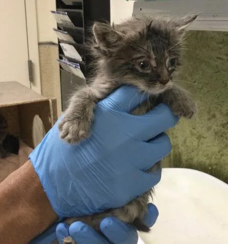 A baby small-sized female Domestic Short Hair cat named Sarah for adoption in Riverside, CA