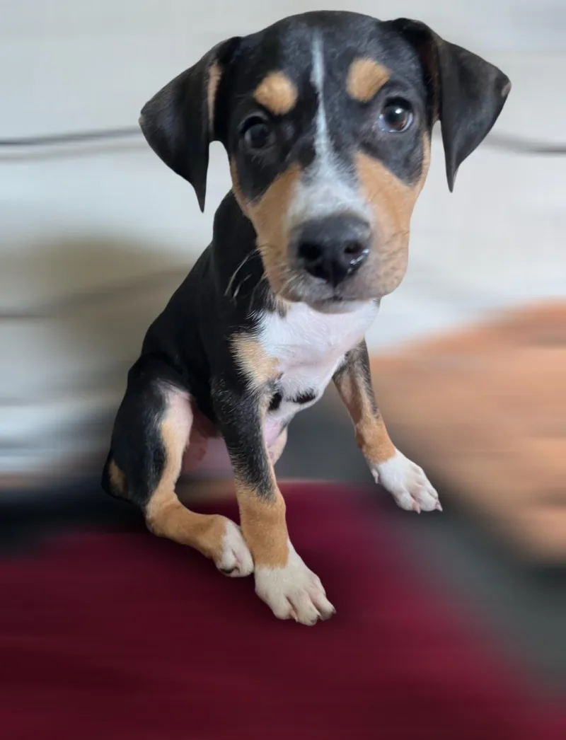 A baby medium-sized male Black Rottweiler dog named Cade for adoption in Houston, TX