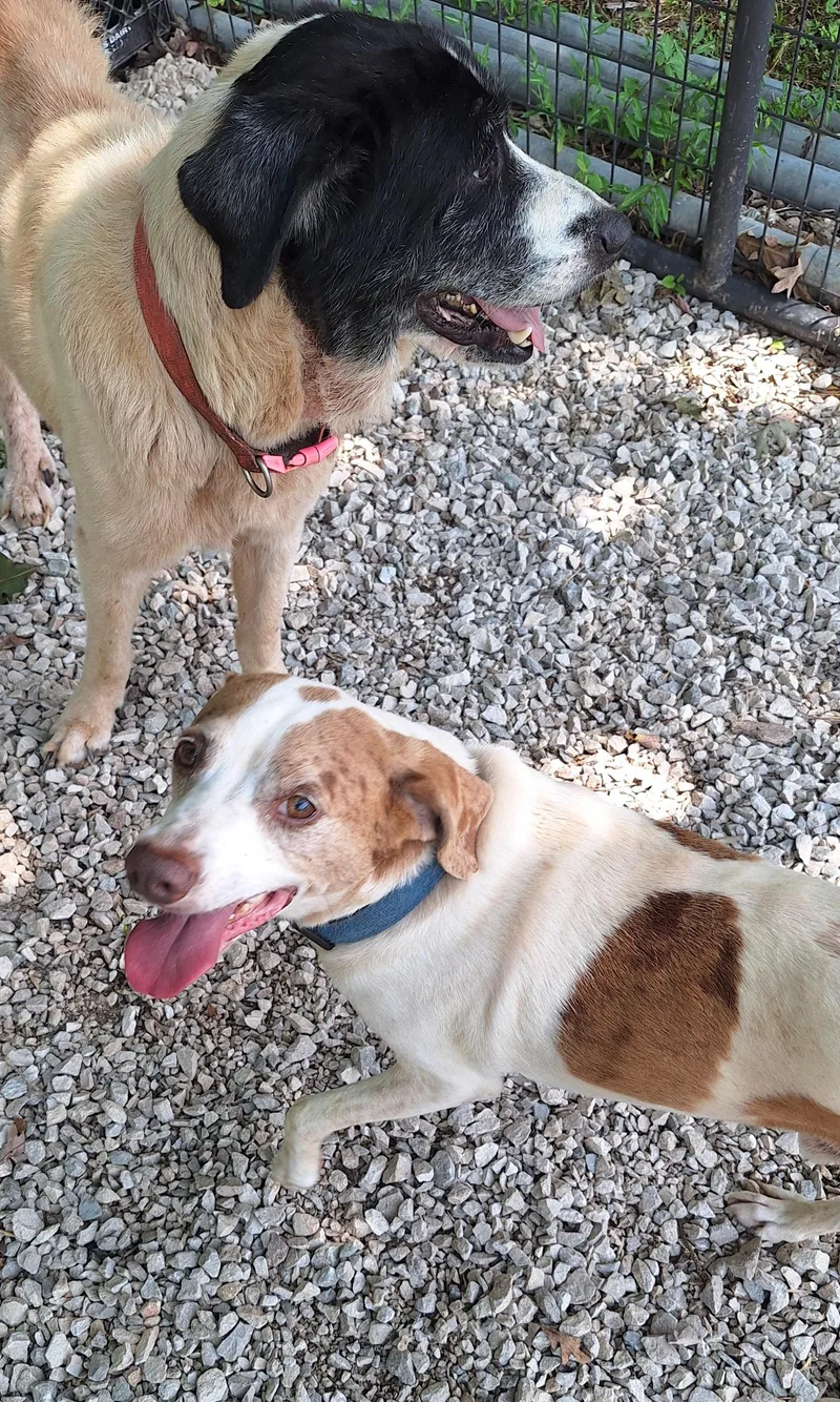 An adult medium-sized male White / Cream Beagle dog named Rowdy for adoption in Stanton, KY