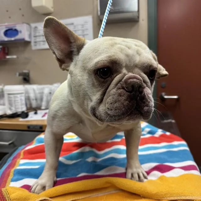 Winston