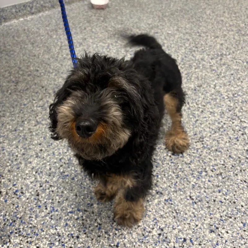 An adult small-sized female Mixed Breed dog named Jinx for adoption in Greenville, SC