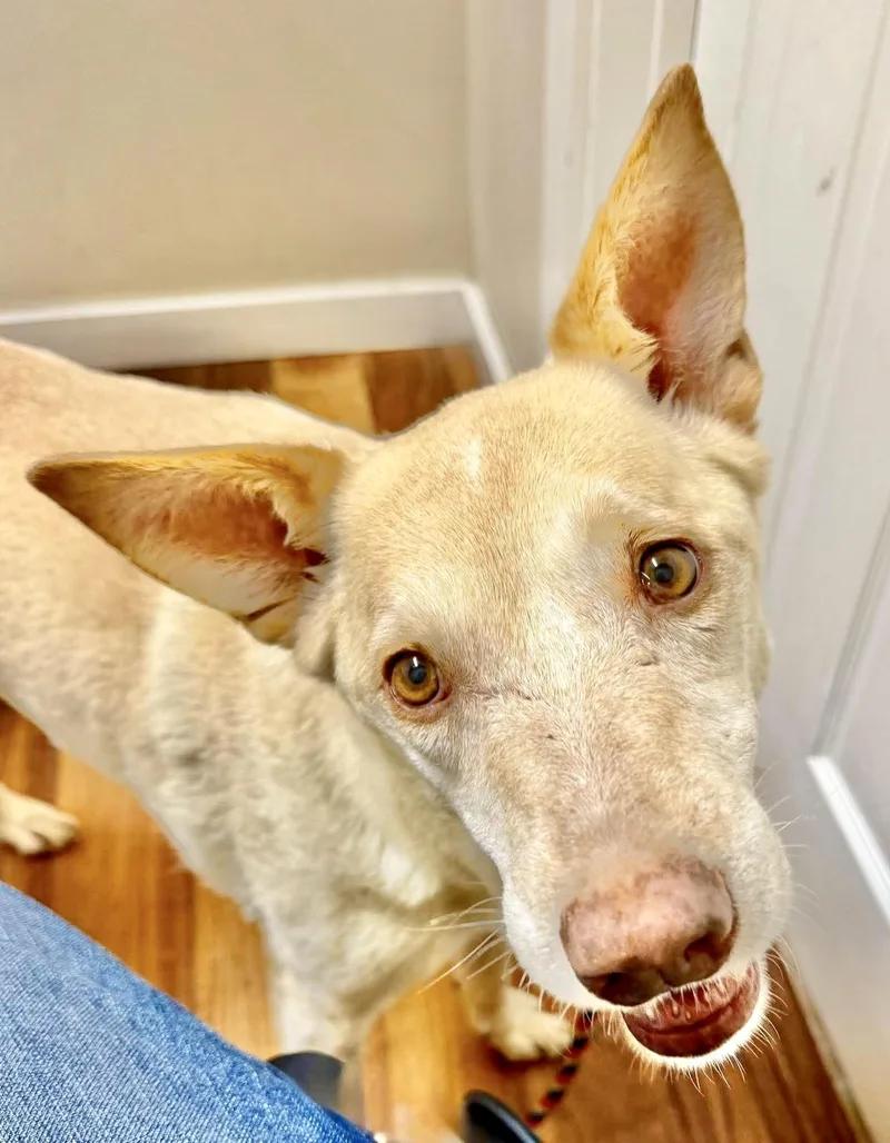 A senior medium-sized female White / Cream Labrador Retriever dog named Sandy for adoption in Austin, TX