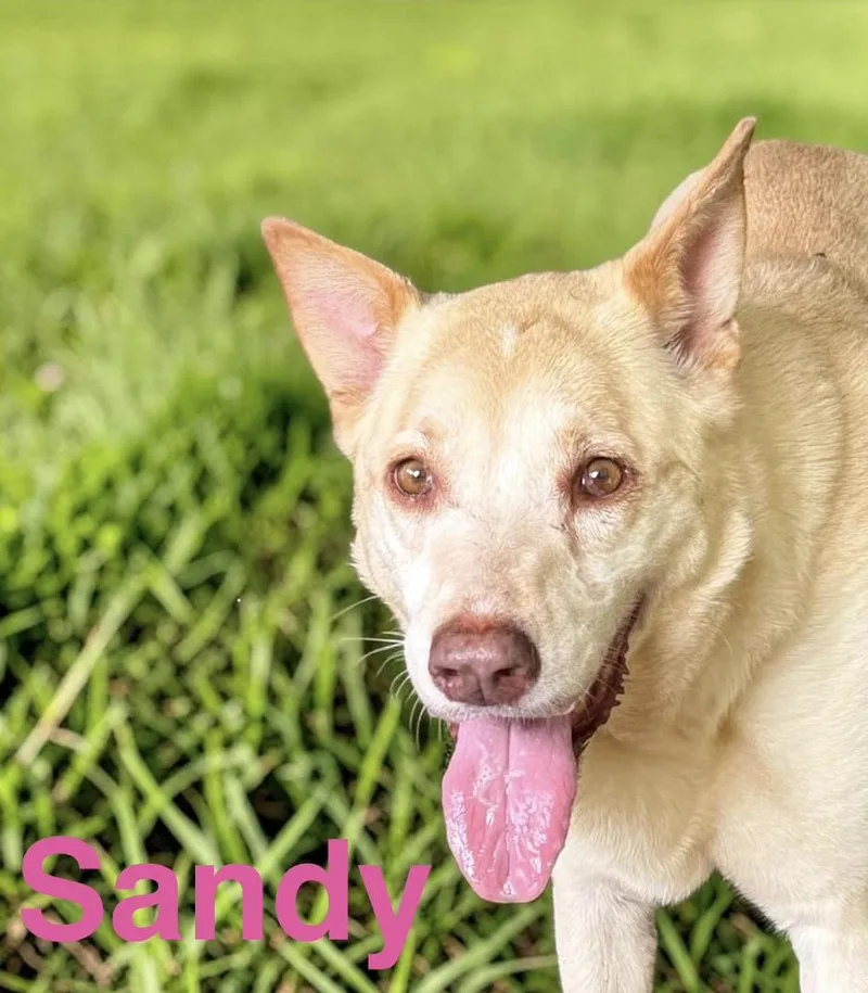 Sandy thumbnail 2