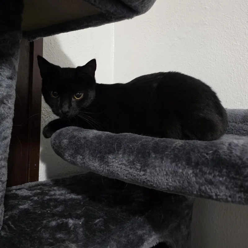 A young small-sized female Black Domestic Short Hair cat named Jaylilly for adoption in Rochester, MN