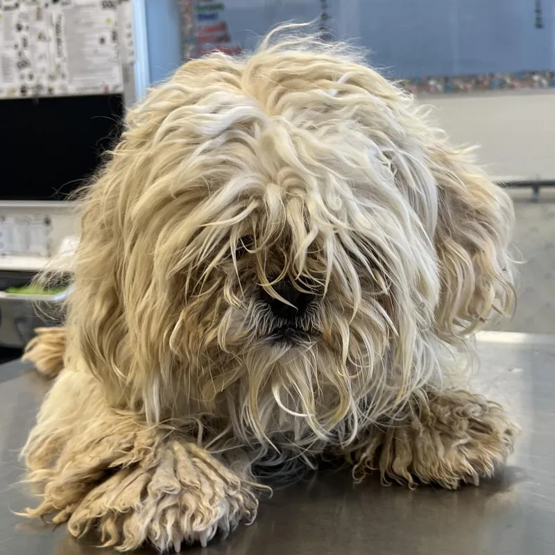 A young small-sized male White / Cream Mixed Breed dog named 112202 for adoption in Las Cruces, NM