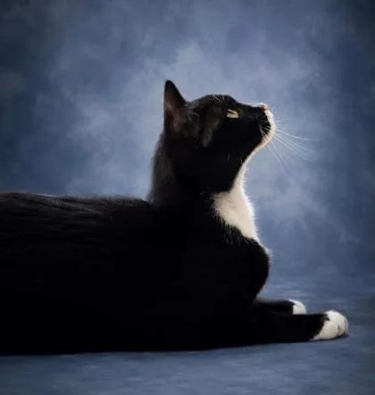 An adult medium-sized female Domestic Short Hair cat named Mynn for adoption in Taylorsville, NC