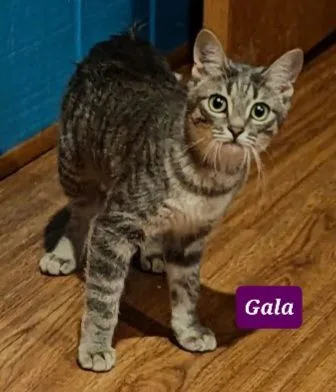 Charlie And Gala thumbnail 2