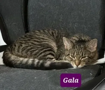 Charlie And Gala thumbnail 4