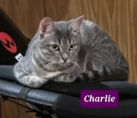 Charlie And Gala thumbnail 5