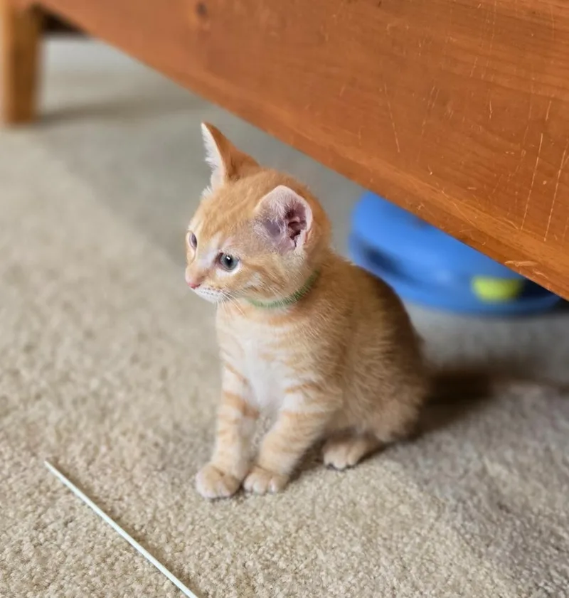 A baby medium-sized male Domestic Short Hair cat named Finn for adoption in Hoover , AL
