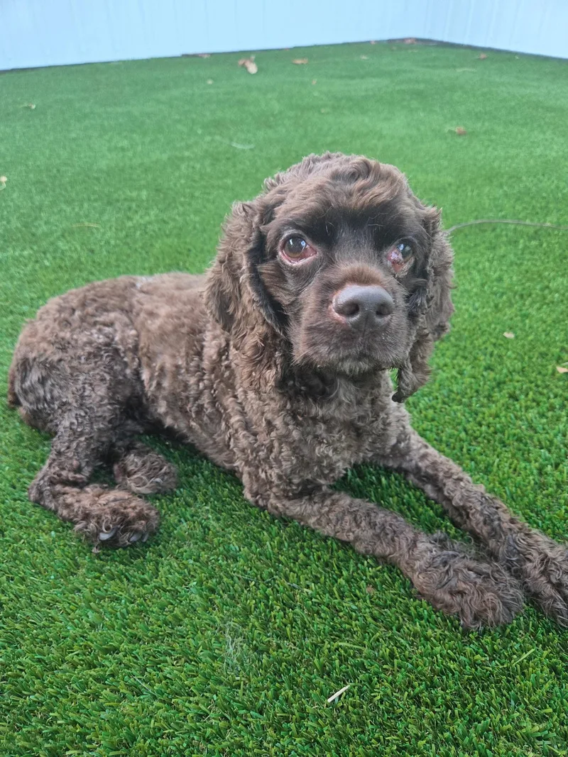 An adult medium-sized female Cockapoo dog named Hershey for adoption in Cape Coral, FL