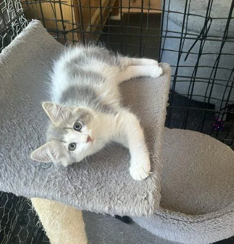 A baby small-sized female Domestic Long Hair cat named Wilma for adoption in Kenosha, WI