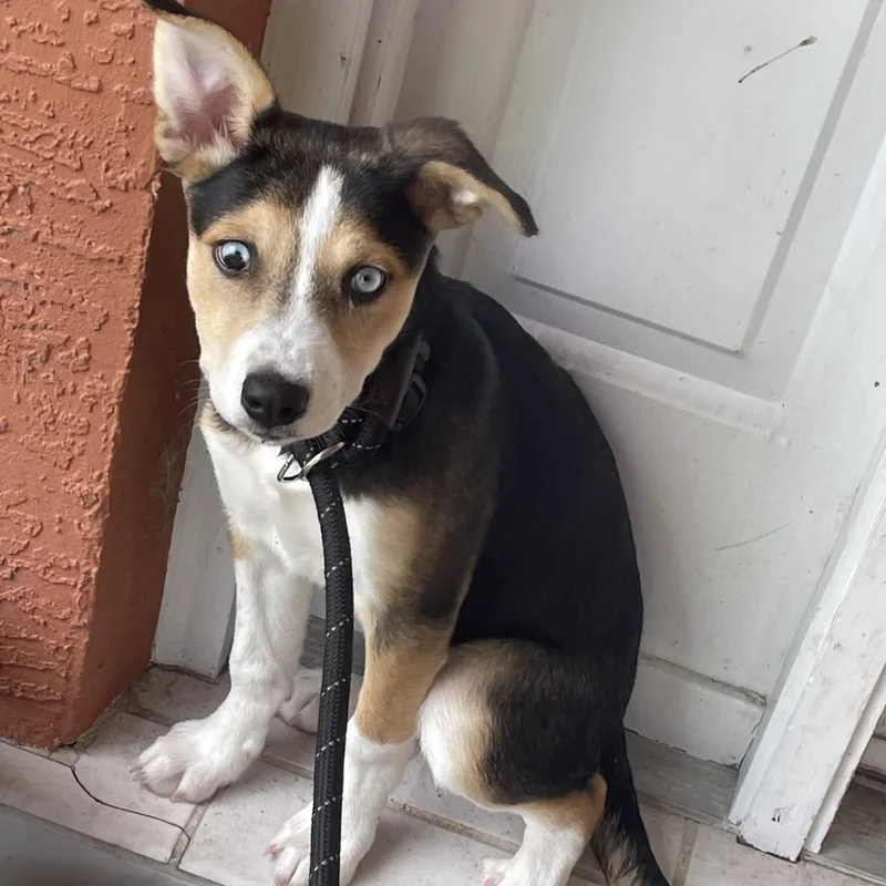 A baby medium-sized female Tricolor (Brown, Black, & White) Husky dog named Ocean for adoption in Ocala, FL