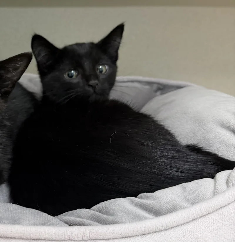 A baby medium-sized male Black Domestic Short Hair cat named Stefon for adoption in Hudson, NY
