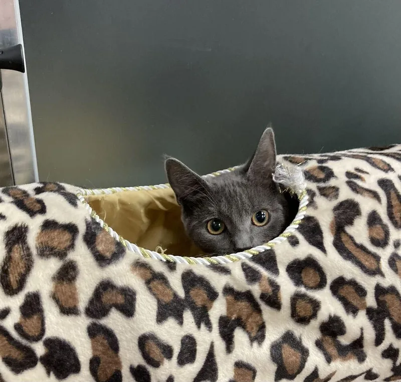 A baby medium-sized female Gray / Blue / Silver Domestic Short Hair cat named Willow for adoption in Milltown, NJ