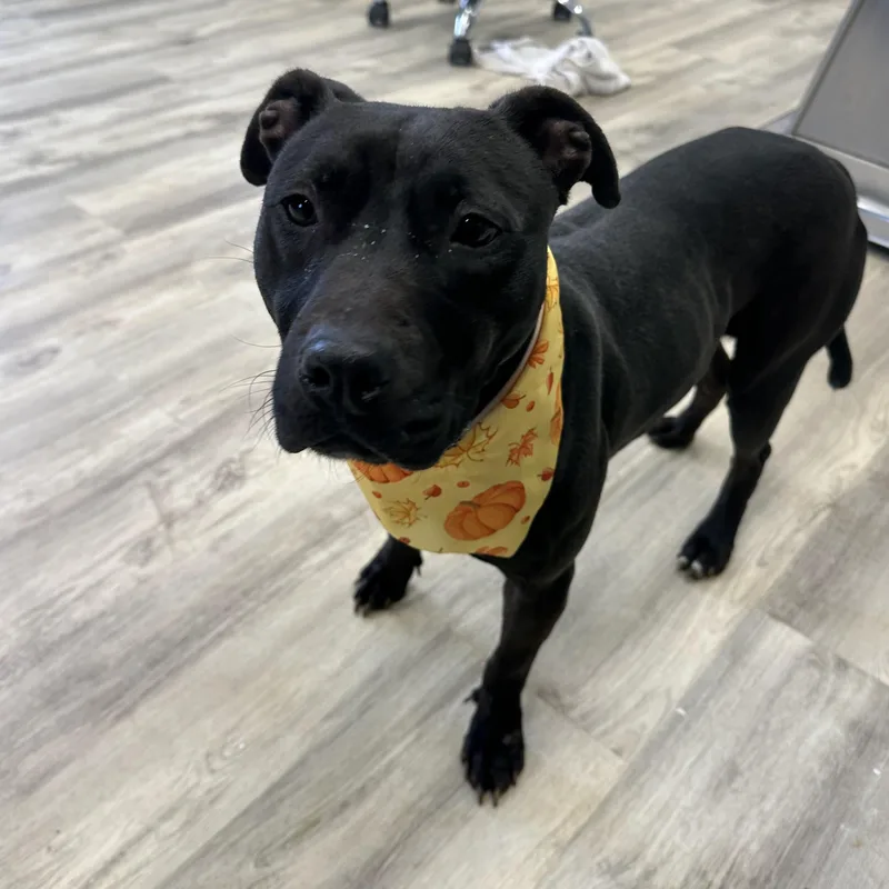 An adult medium-sized female Black Mixed Breed dog named Bambi for adoption in PHILADELPHIA, TN