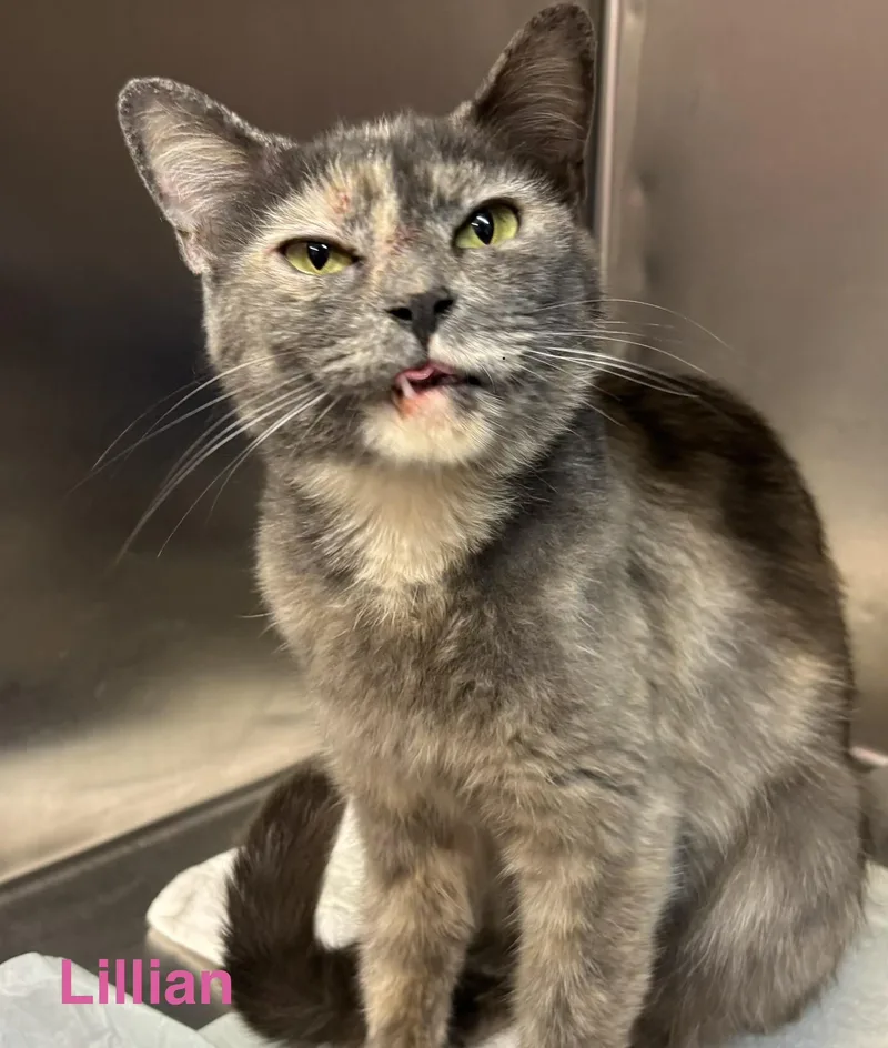 A young medium-sized female Dilute Tortoiseshell cat named Lillian for adoption in Las Vegas, NV