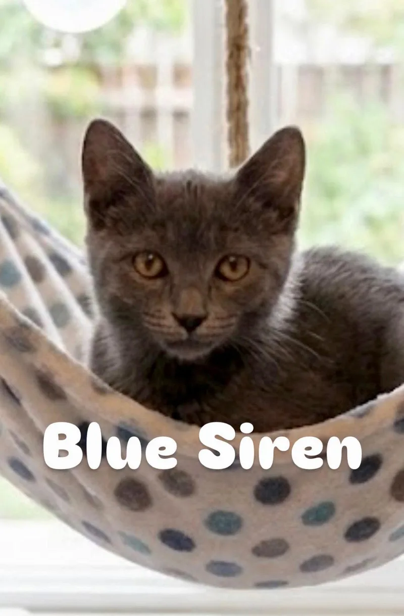 A young medium-sized female Gray / Blue / Silver Domestic Short Hair cat named Blue Siren for adoption in Chandler, AZ
