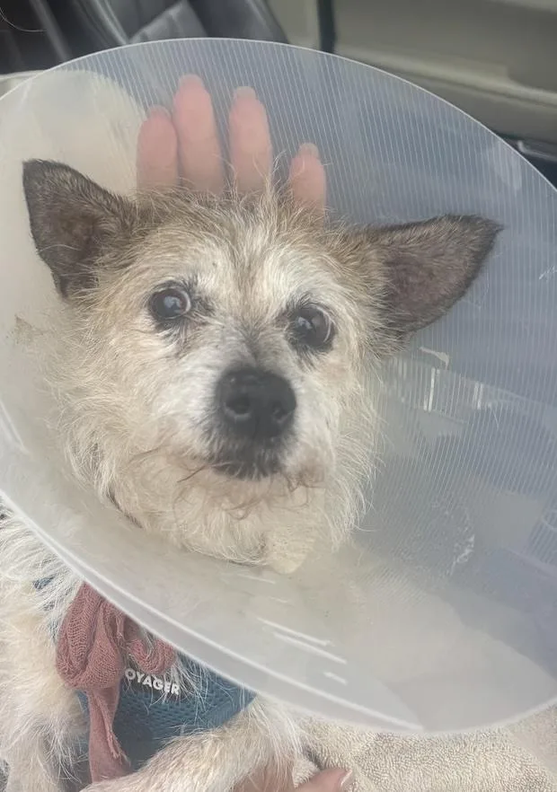 A senior small-sized female Terrier dog named Florence for adoption in Laguna Beach, CA