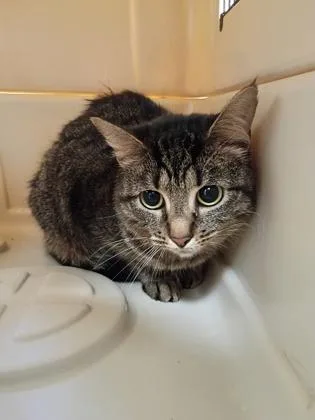 An adult medium-sized female Domestic Short Hair cat named Mitzi for adoption in Palm Coast, FL