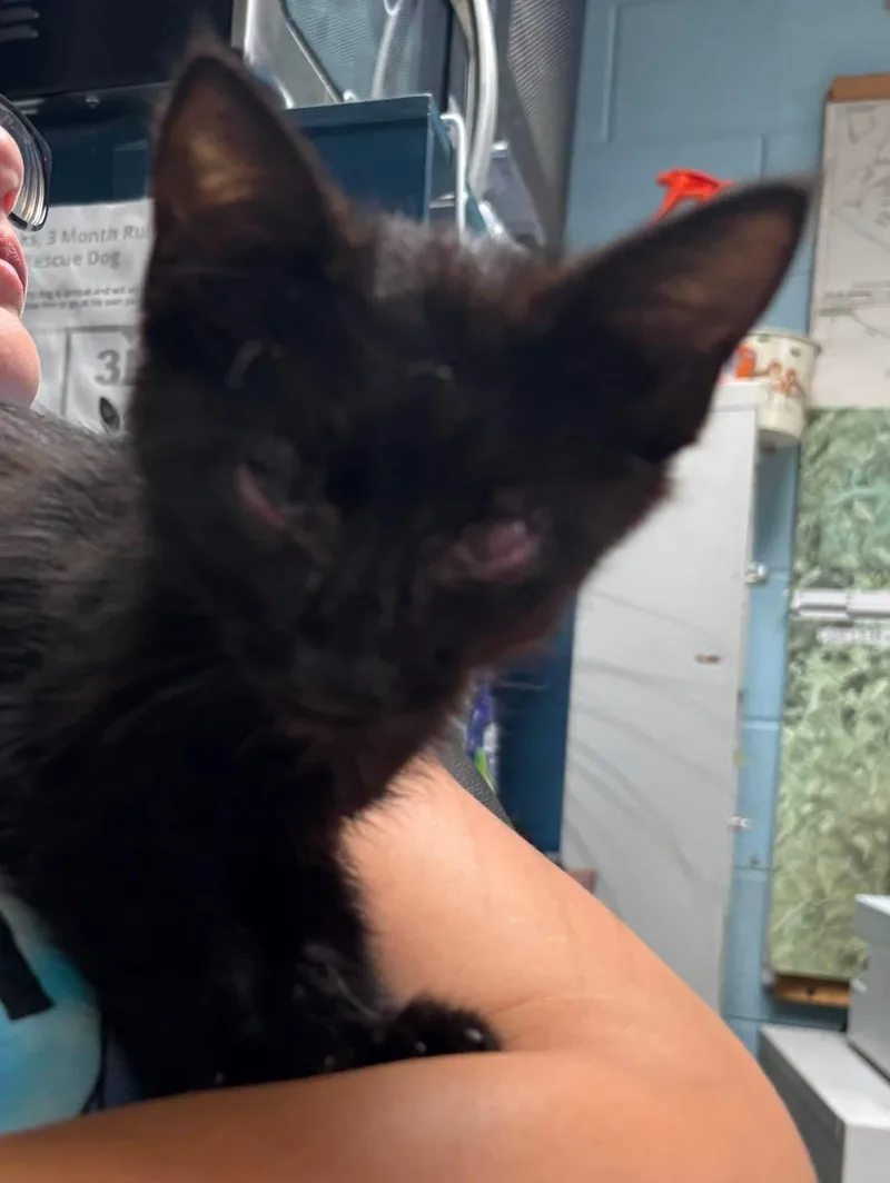 A baby medium-sized male Black Domestic Short Hair cat named Maurice Visit at for adoption in Rustburg, VA