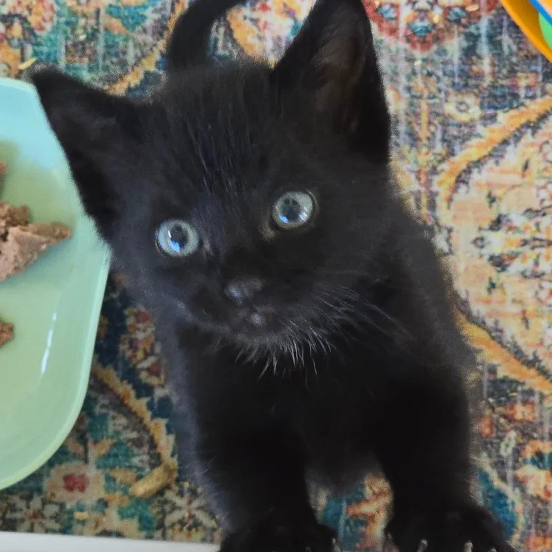 A baby small-sized male Black Domestic Short Hair cat named Onyx for adoption in East Hanover, NJ