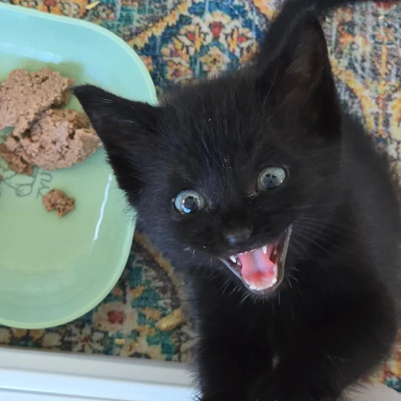 Onyx thumbnail 4