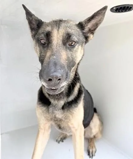 An adult large-sized female Belgian Shepherd / Malinois dog named A for adoption in Houston, TX