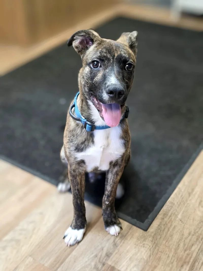 A baby large-sized male Brindle Shepherd dog named Rocco for adoption in Jackson, WY