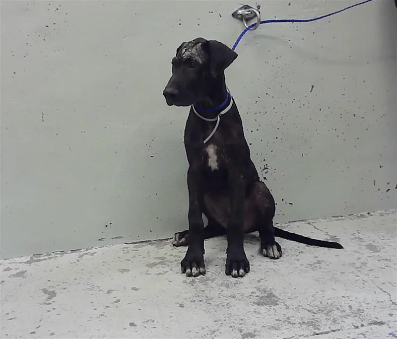 A baby small-sized male Great Dane dog named Spencer for adoption in Houston, TX