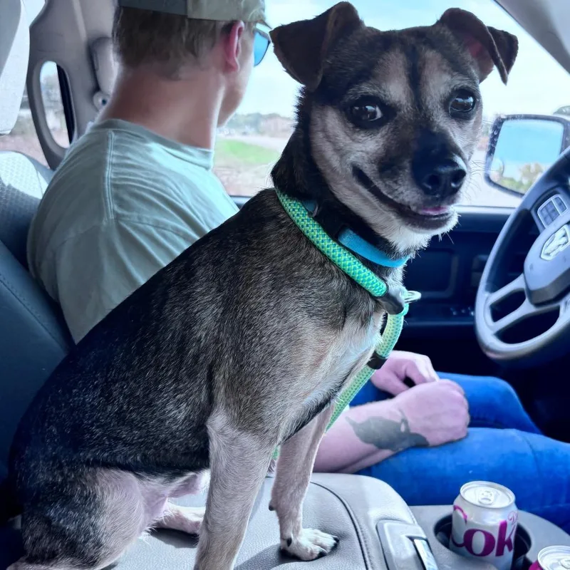 An adult small-sized female Black Chihuahua dog named Lil Boss for adoption in Bismarck, ND