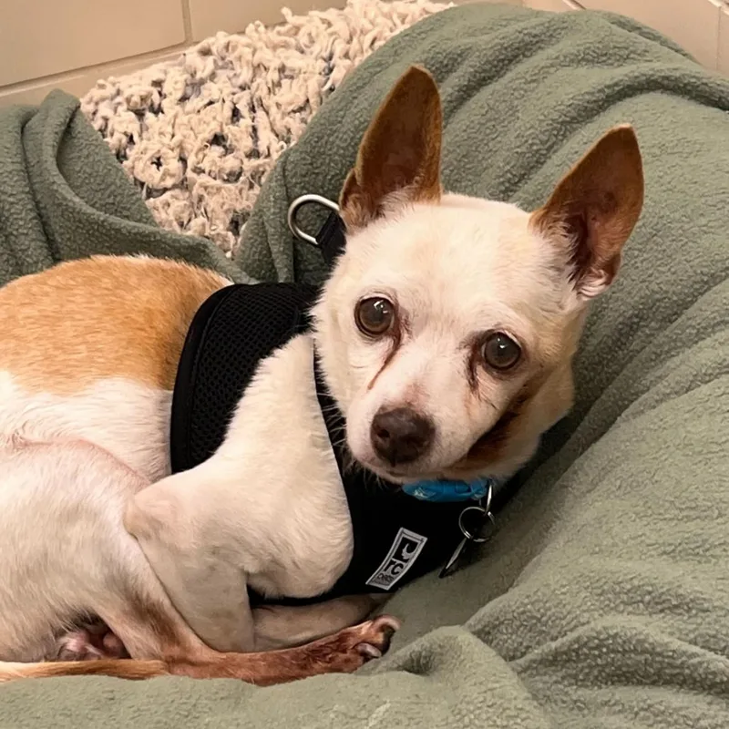 A senior small-sized male White / Cream Chihuahua dog named Union for adoption in San Francisco, CA