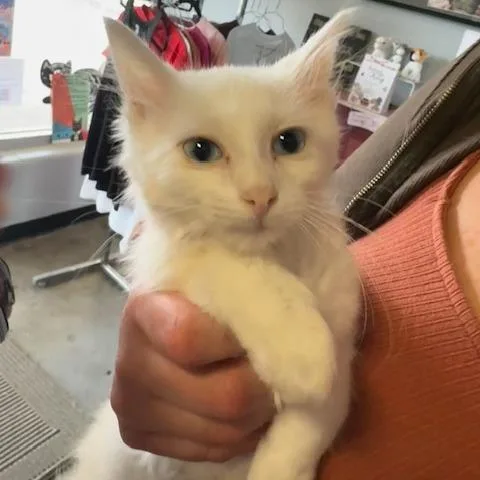 A baby small-sized male White Turkish Angora cat named Sour Patch for adoption in Shawnee, KS