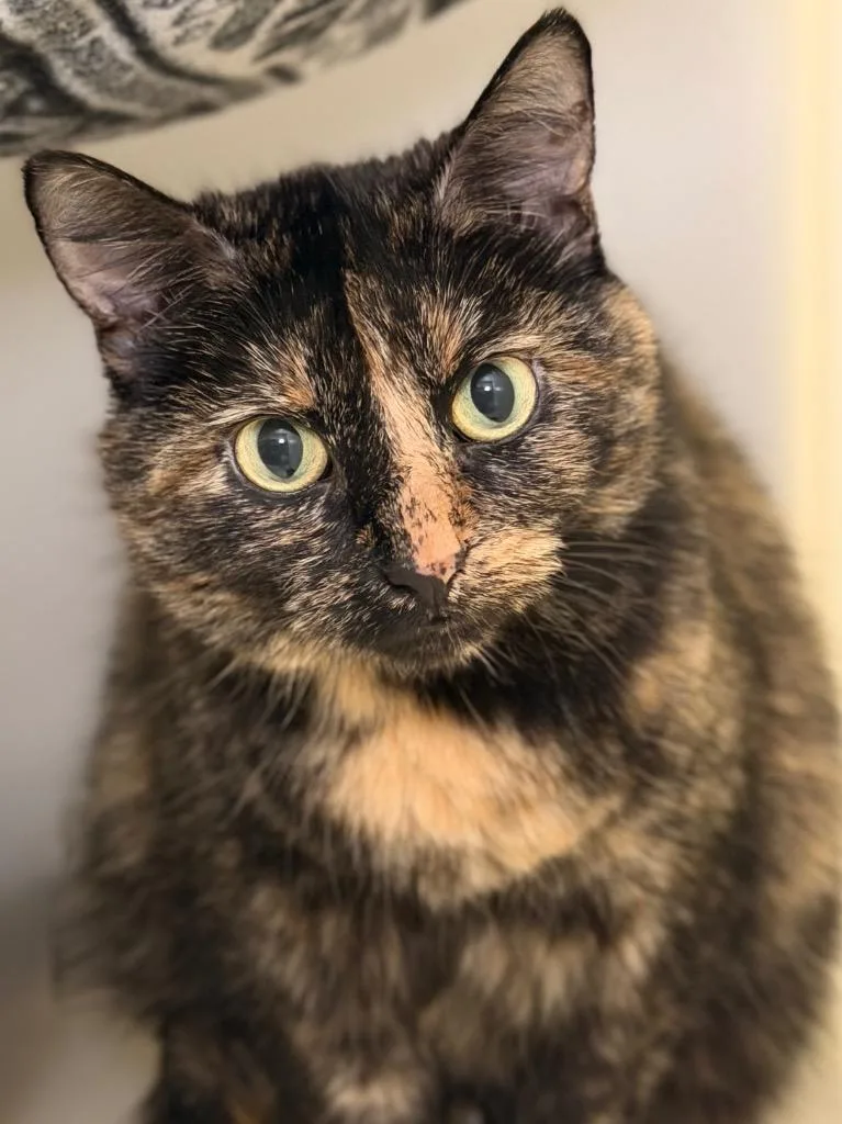 An adult medium-sized female Domestic Short Hair cat named Audrey for adoption in Menomonie, WI