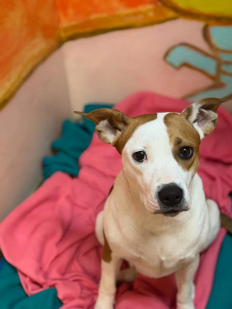 A young large-sized female Terrier dog named Marley for adoption in Lovingston, VA