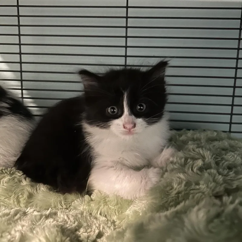 A baby small-sized female Black Domestic Long Hair cat named Ambrosia for adoption in Ferndale, MI