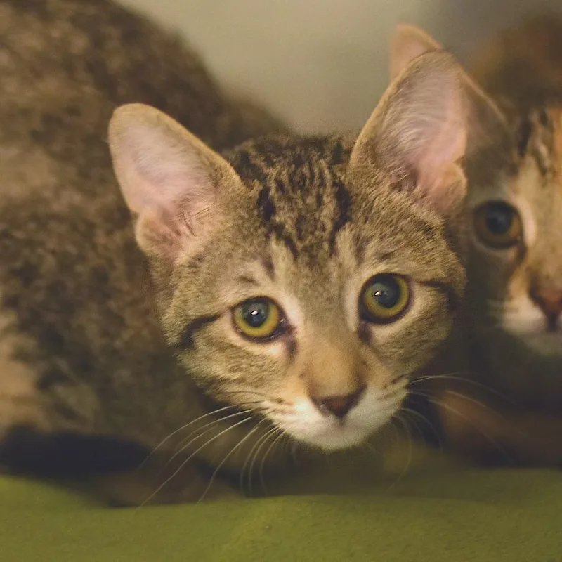 A baby small-sized male Brown / Chocolate Domestic Short Hair cat named Chestnut for adoption in Belleville, IL