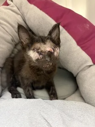 A baby small-sized female Domestic Short Hair cat named Toph for adoption in Westland, MI