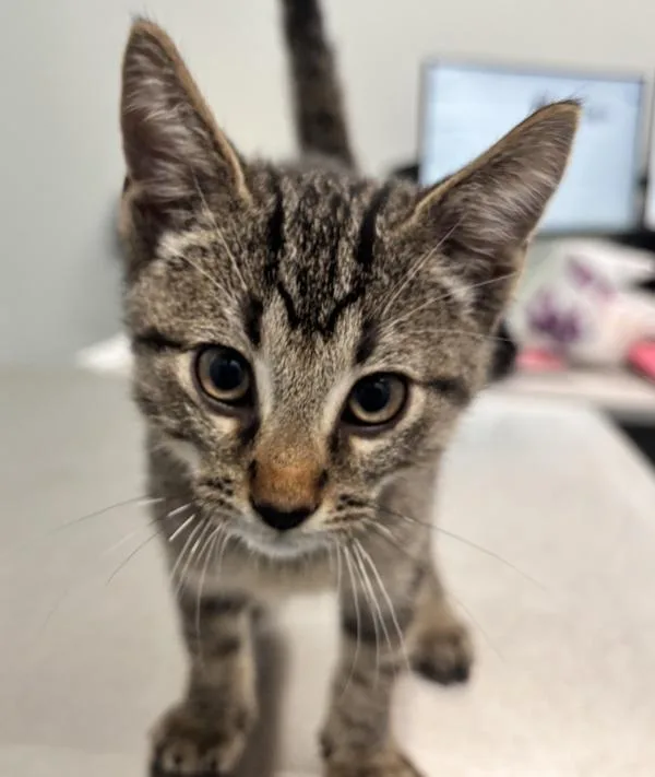 A baby small-sized male Domestic Short Hair cat named Steamed Cabbage for adoption in Ridgewood, NY