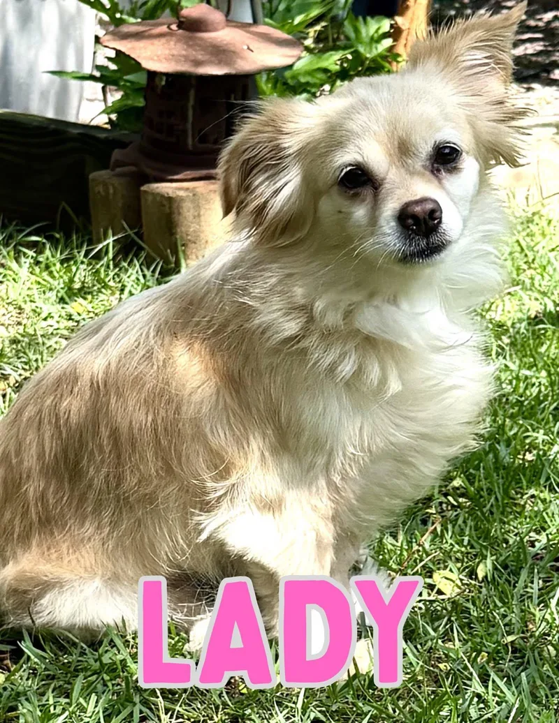 Lady