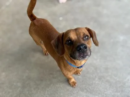 An adult medium-sized male Hound dog named Major for adoption in Gainesville, FL