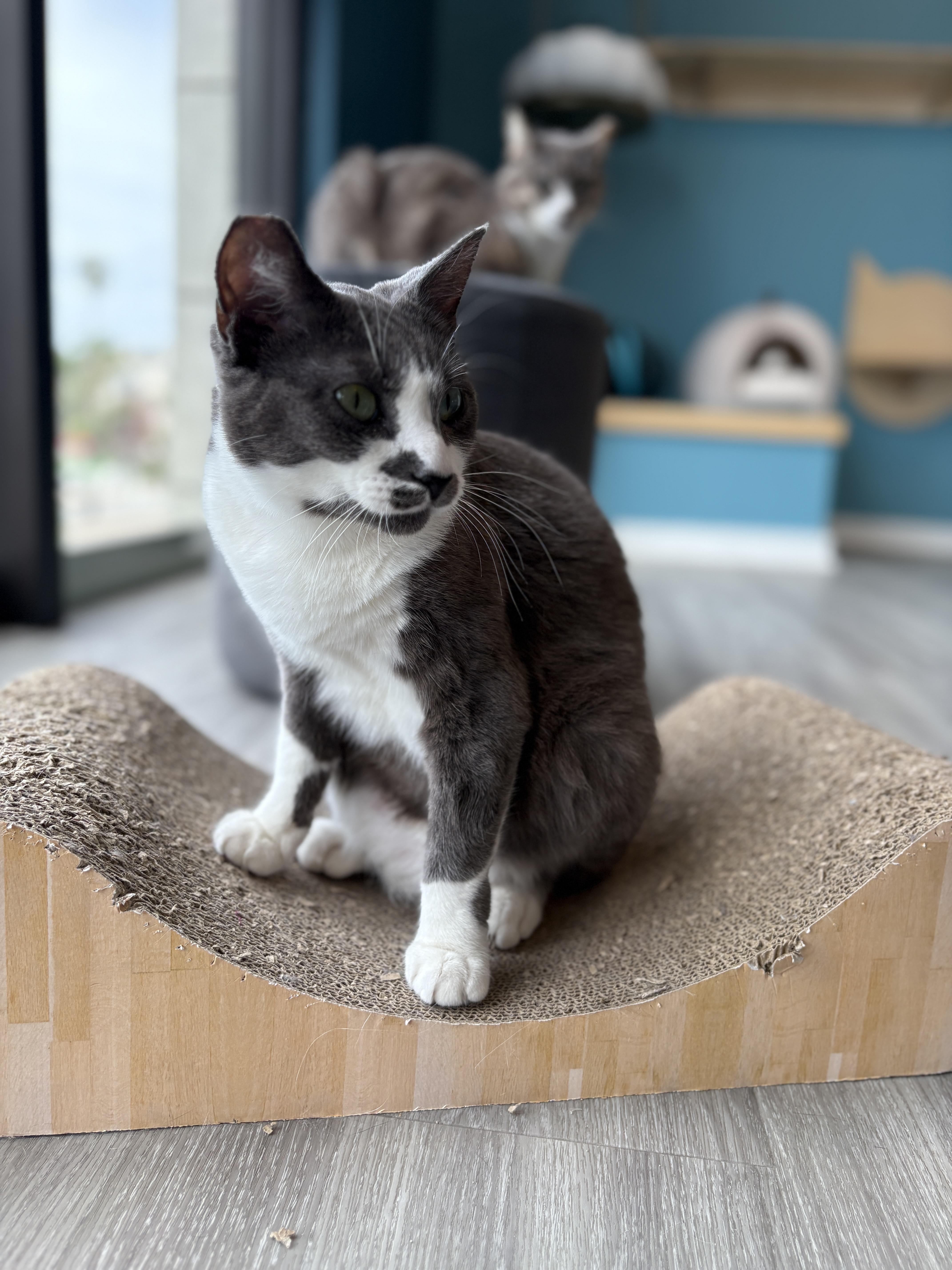 An adult medium-sized male Gray & White Domestic Short Hair cat named Gray for adoption in Pacific Palisades, CA