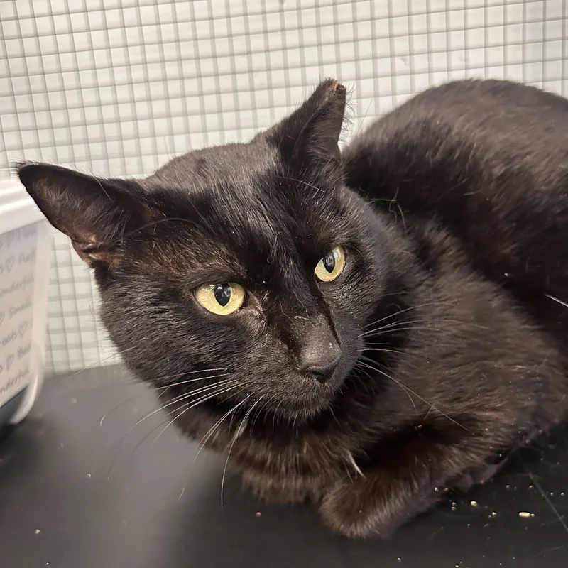 A young medium-sized male Black Domestic Short Hair cat named Newley for adoption in Grand Rapids, MI
